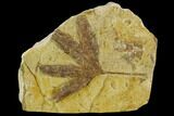 Jurassic Leaf (Ginkgo) Fossil - Yorkshire, England #129610-1